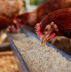 全球及中國動物復合飼料市場調研及投資前景分析調研報告-(2015-2026)